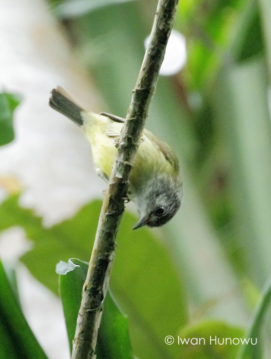 Streak-headed White-eye - ML205509661