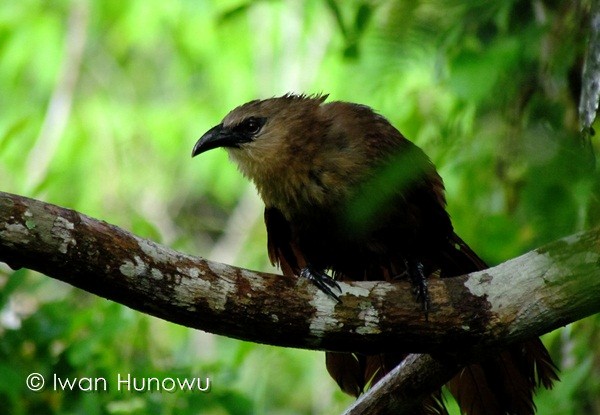 Bay Coucal - ML205509681