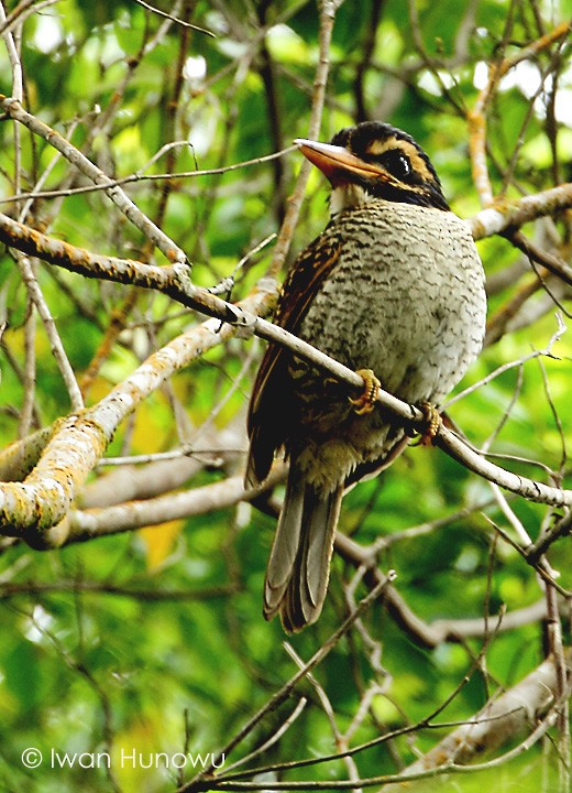 Scaly-breasted Kingfisher (Scaly-breasted) - ML205509701