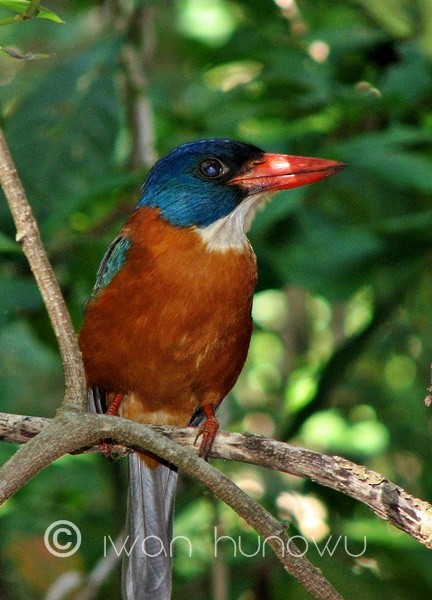 Green-backed Kingfisher (Blue-headed) - ML205509711