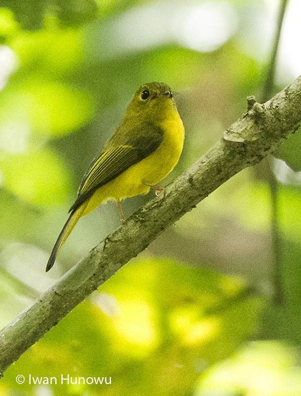 Citrine Canary-Flycatcher - ML205509771