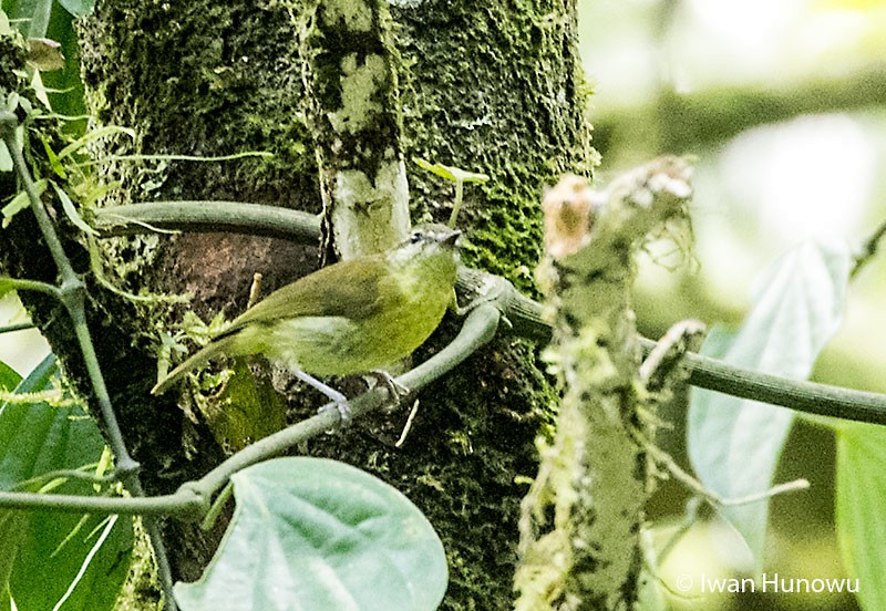 Sulawesi Leaf Warbler - Iwan Hunowu