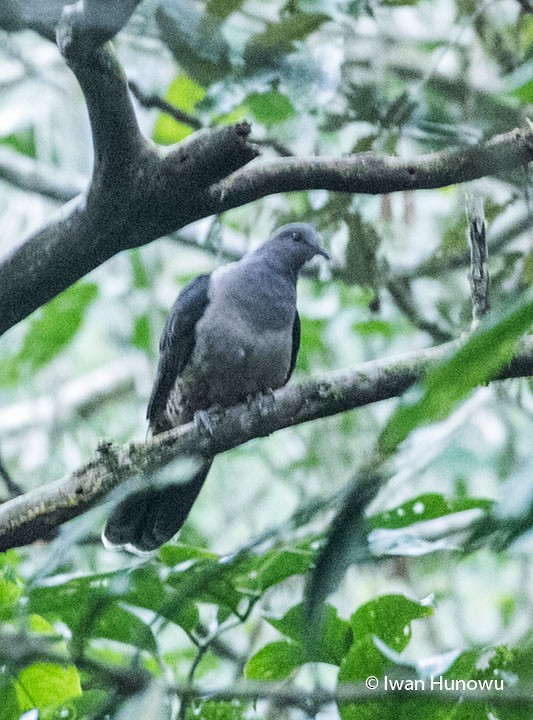 Sombre Pigeon - ML205509801