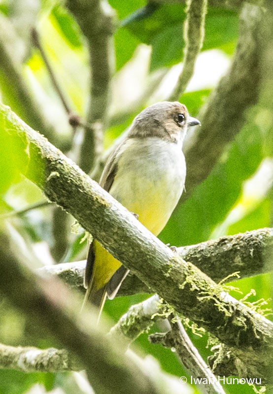 Sulphur-bellied Whistler - ML205509811