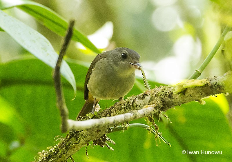 Matinan Flycatcher - ML205509821