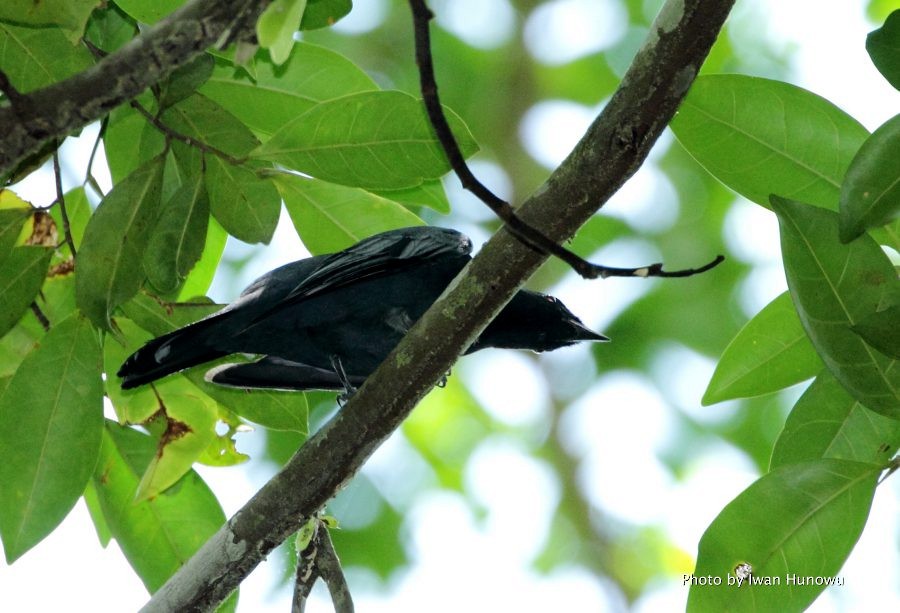 Sulawesi Cicadabird - ML205509841