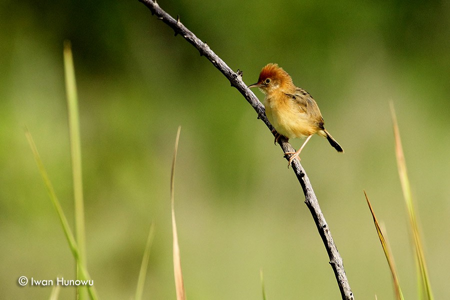 Golden-headed Cisticola - ML205509861