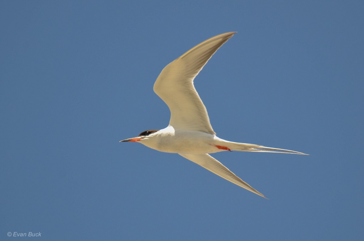 Forster's Tern - Evan Buck