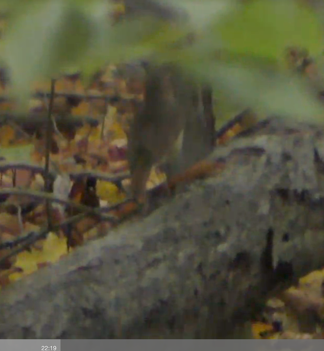 Hermit Thrush - ML20551081