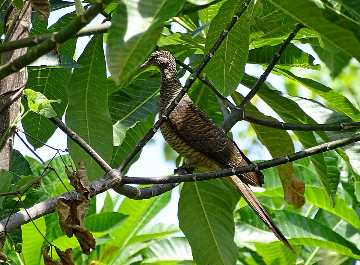 Tanimbar Cuckoo-Dove - ML205510821