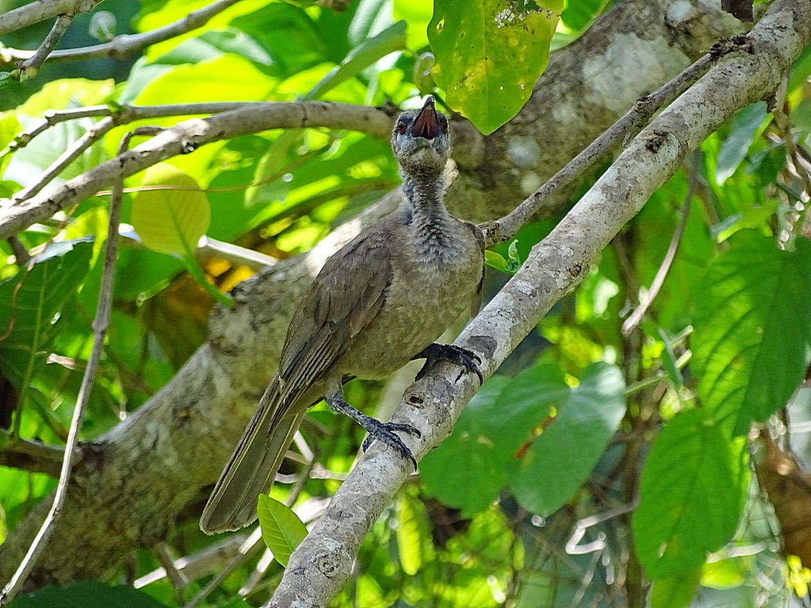 Tanimbar Friarbird - ML205510831