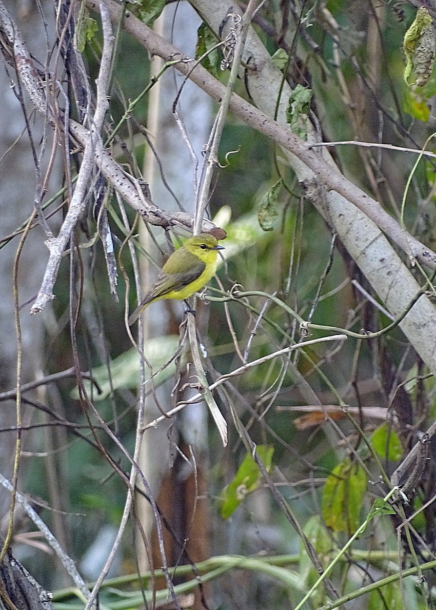 Golden-bellied Flyrobin - ML205510881