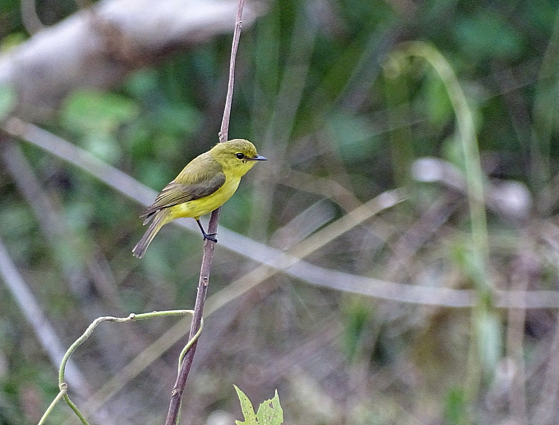 Golden-bellied Flyrobin - ML205510891