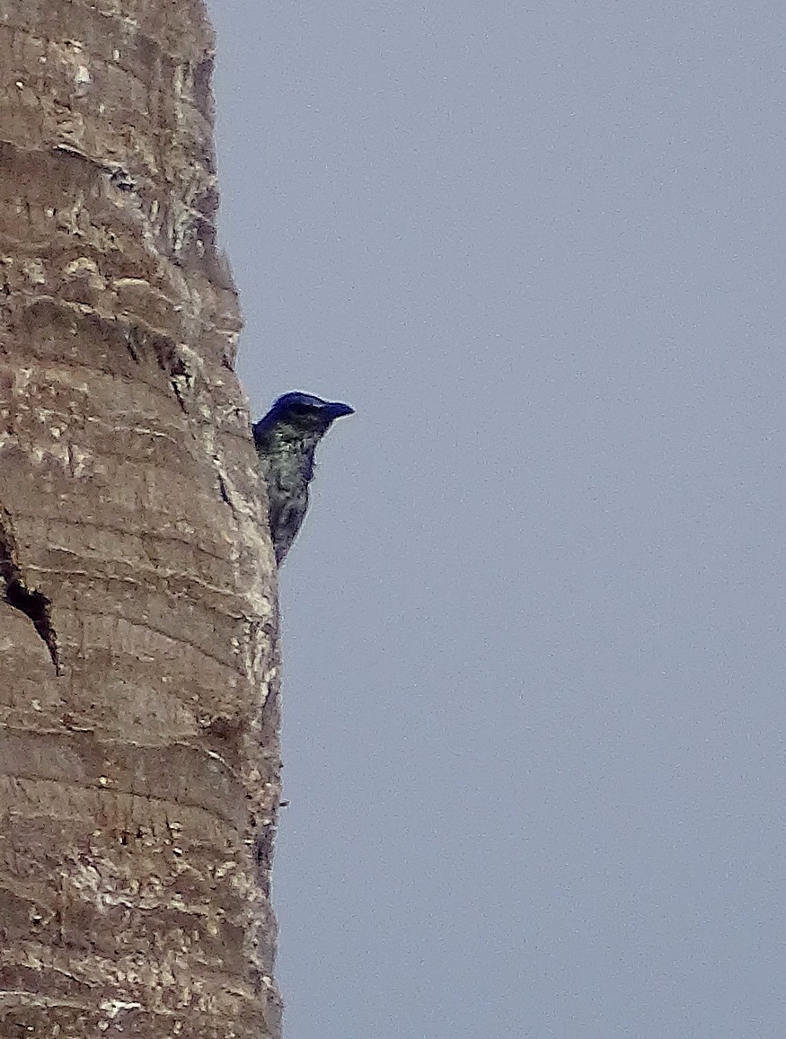 Tanimbar Starling - Jens Thalund