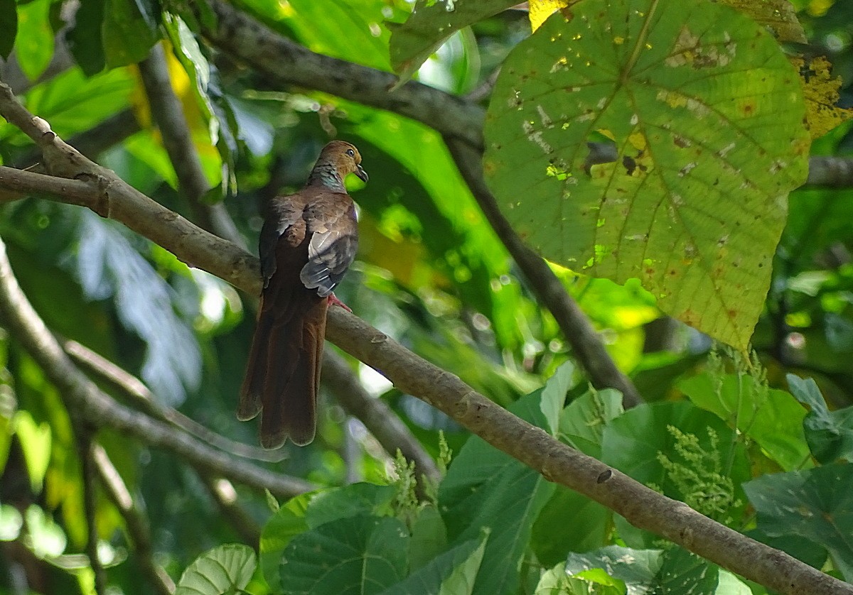 Amboyna Cuckoo-Dove - ML205510981