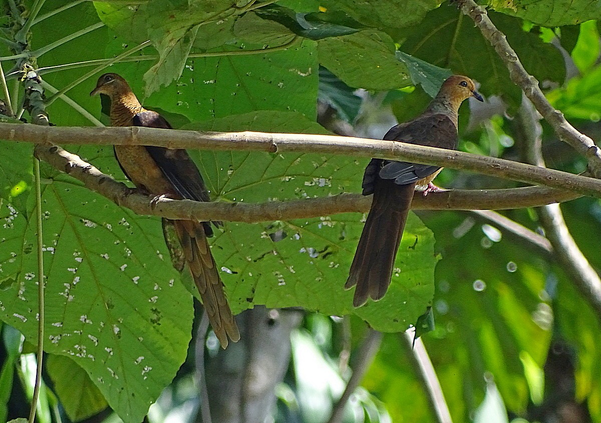 Amboyna Cuckoo-Dove - ML205510991