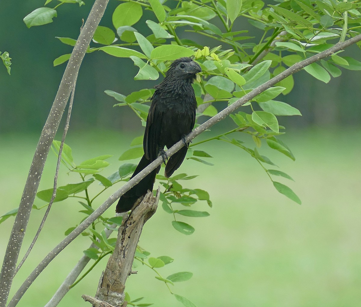 Groove-billed Ani - ML205511091