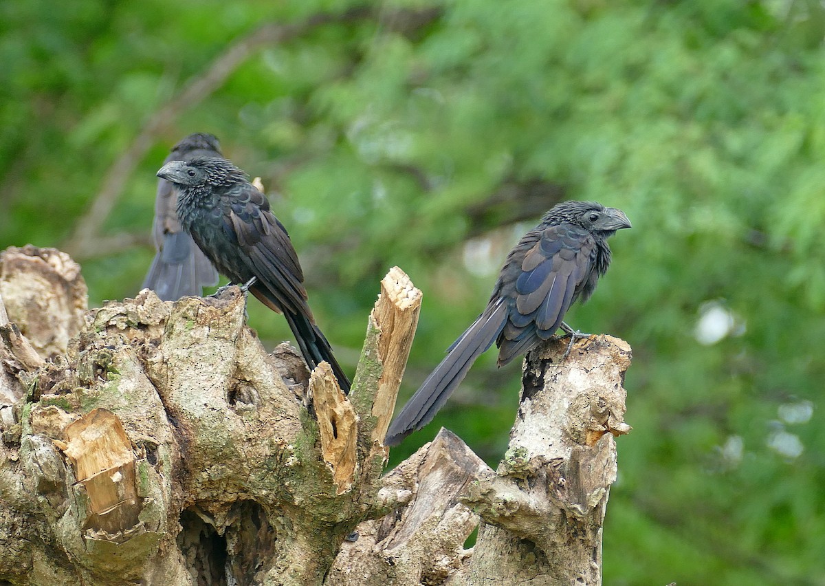 Groove-billed Ani - ML205511151