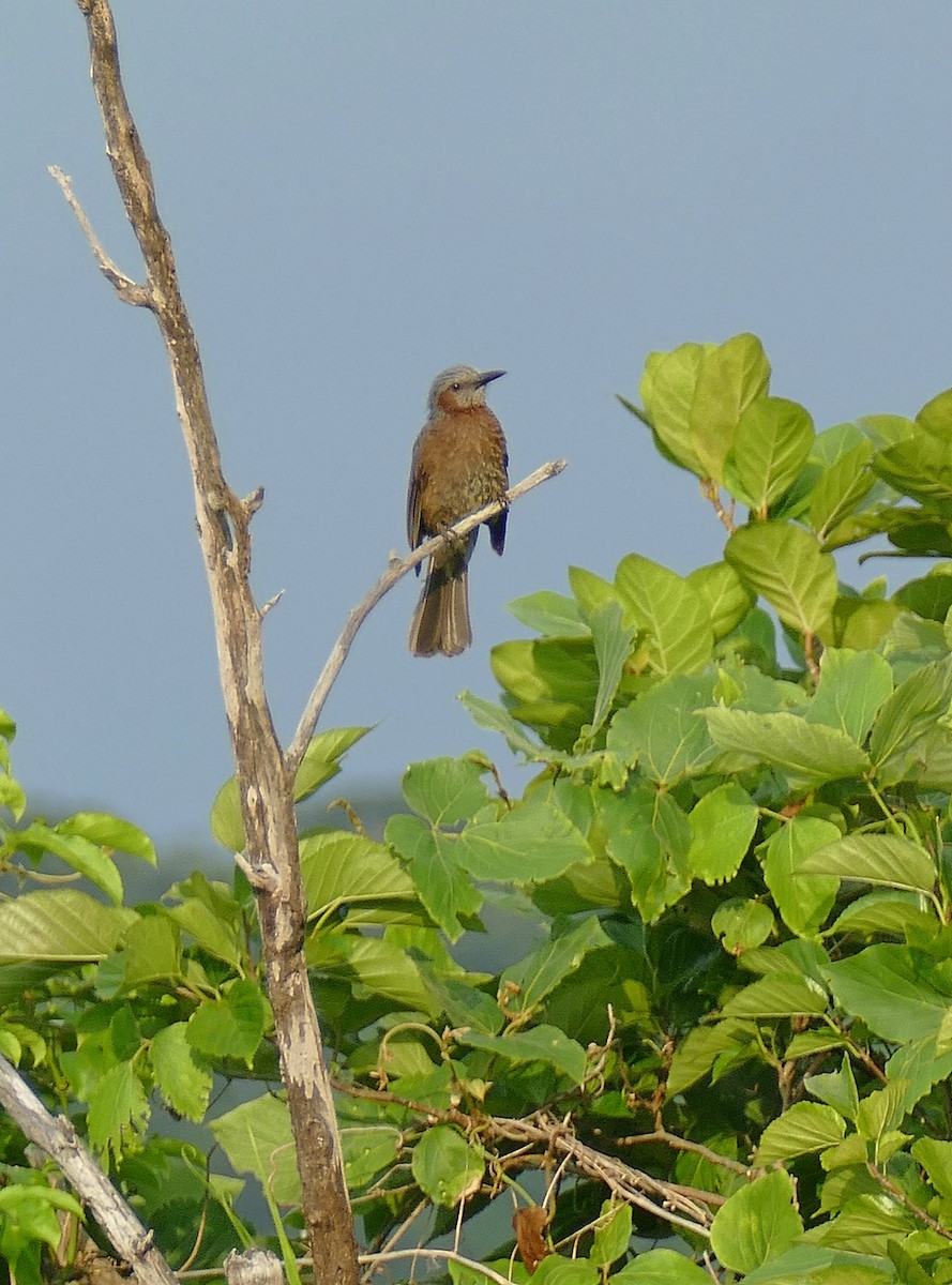 Brown-eared Bulbul - ML205511261