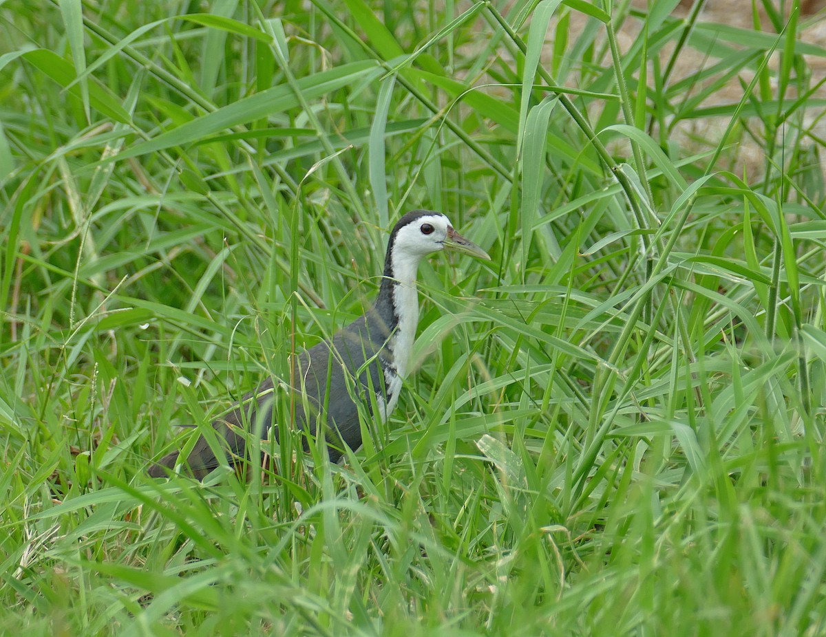 White-breasted Waterhen - Jens Thalund