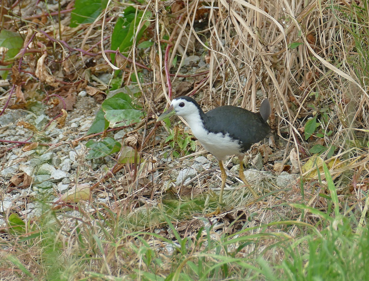 White-breasted Waterhen - Jens Thalund