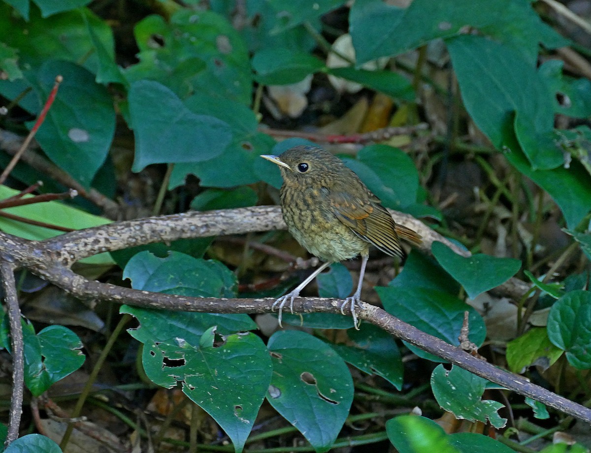 Izu Robin - Jens Thalund