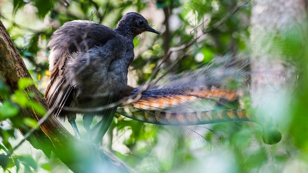 Superb Lyrebird - ML205512221