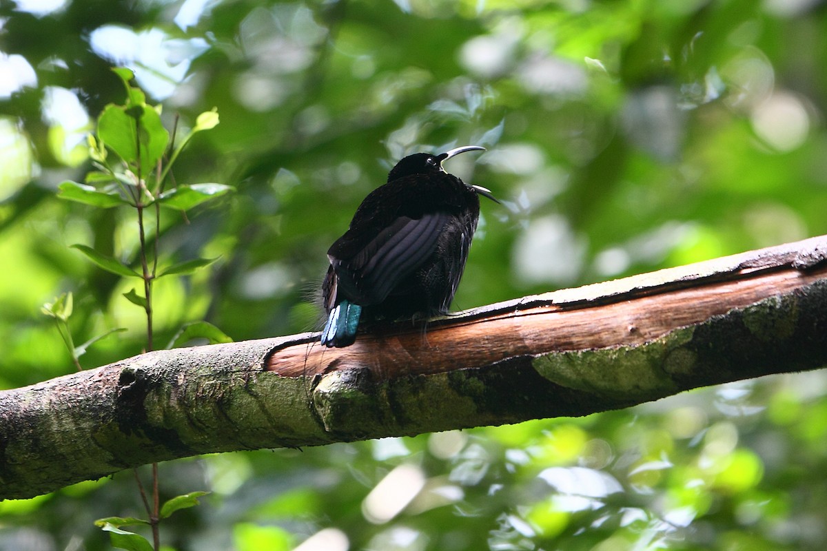 Magnificent Riflebird - ML205512261