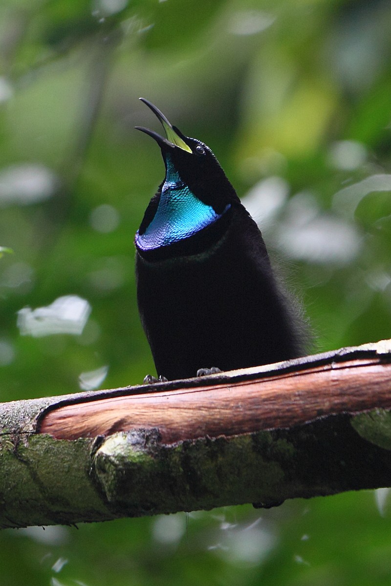 Magnificent Riflebird - ML205512271