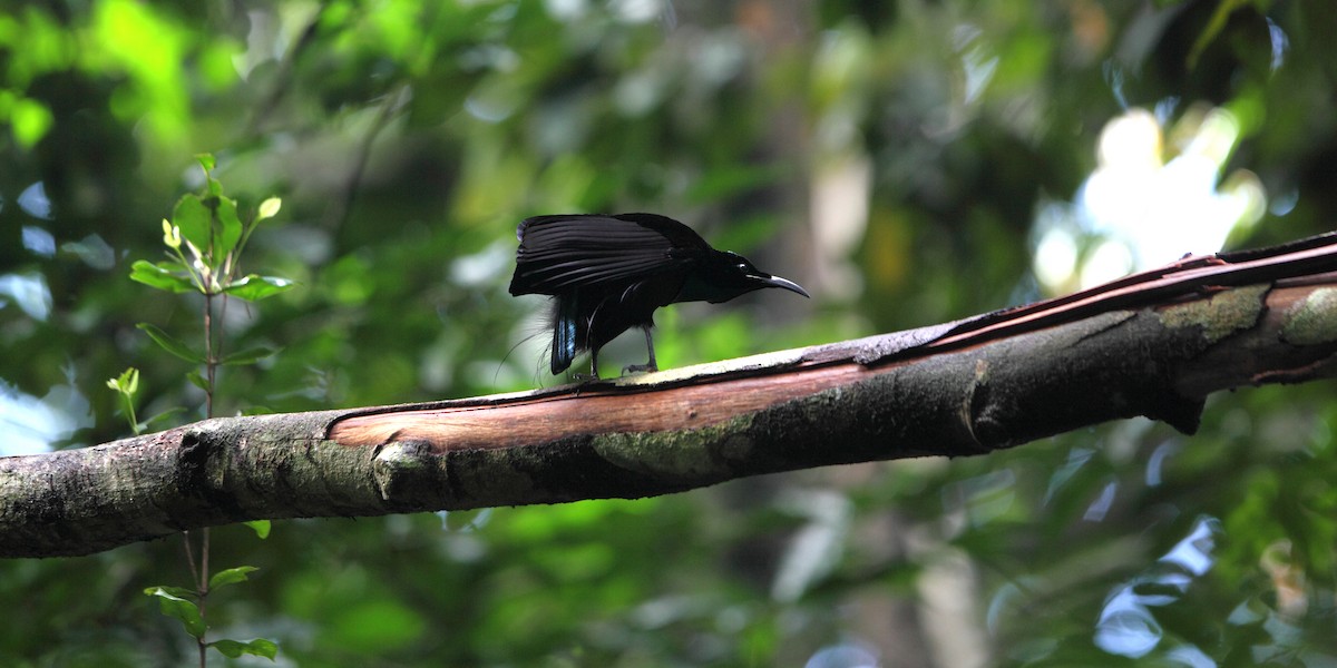 Magnificent Riflebird - ML205512281