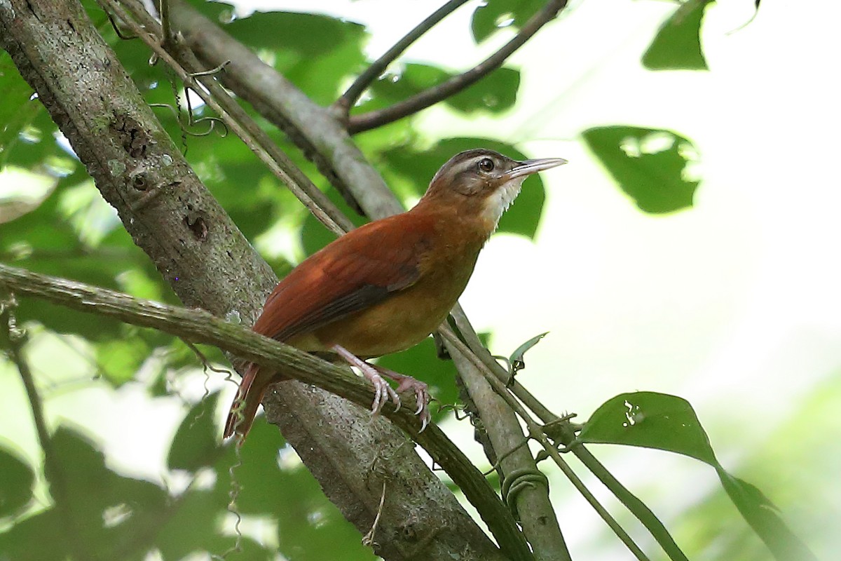 Pale-billed Hornero - ML205512381