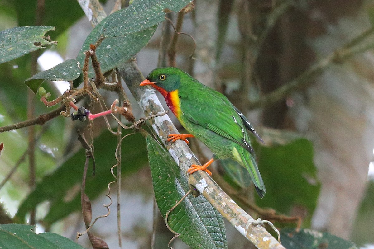 Scarlet-breasted Fruiteater (frontalis) - ML205512451