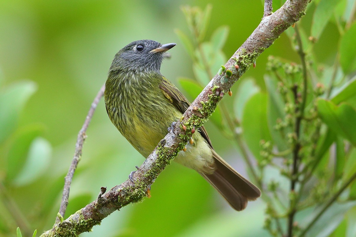 Streak-necked Flycatcher - ML205512481