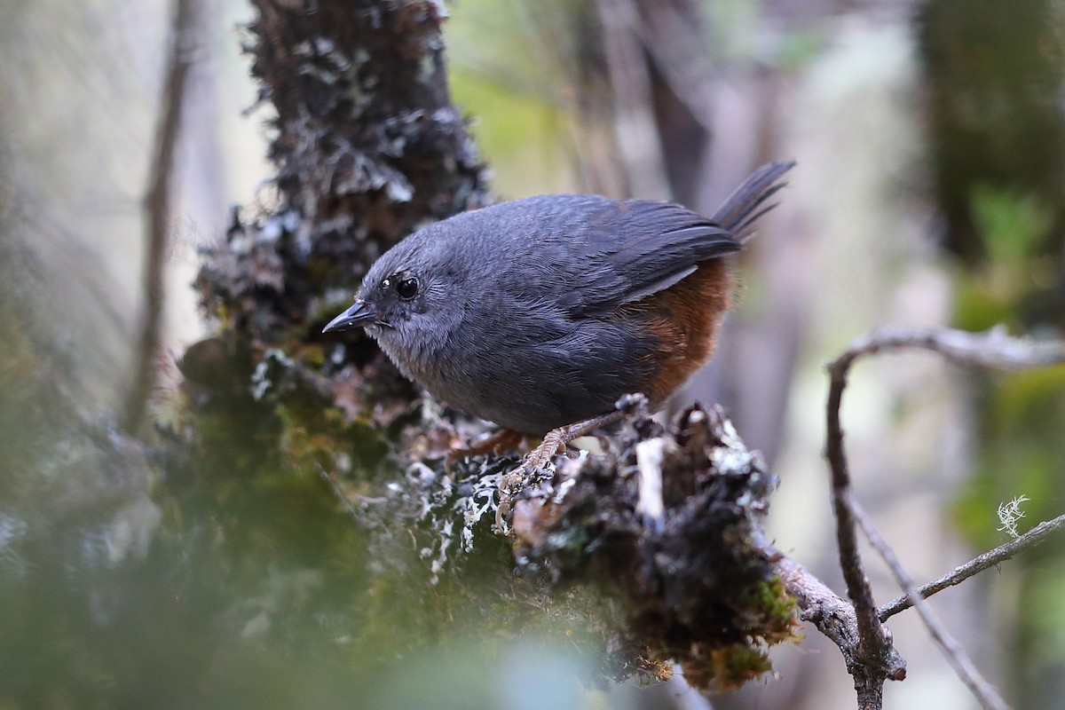 Vilcabamba Tapaculo - Jon Irvine