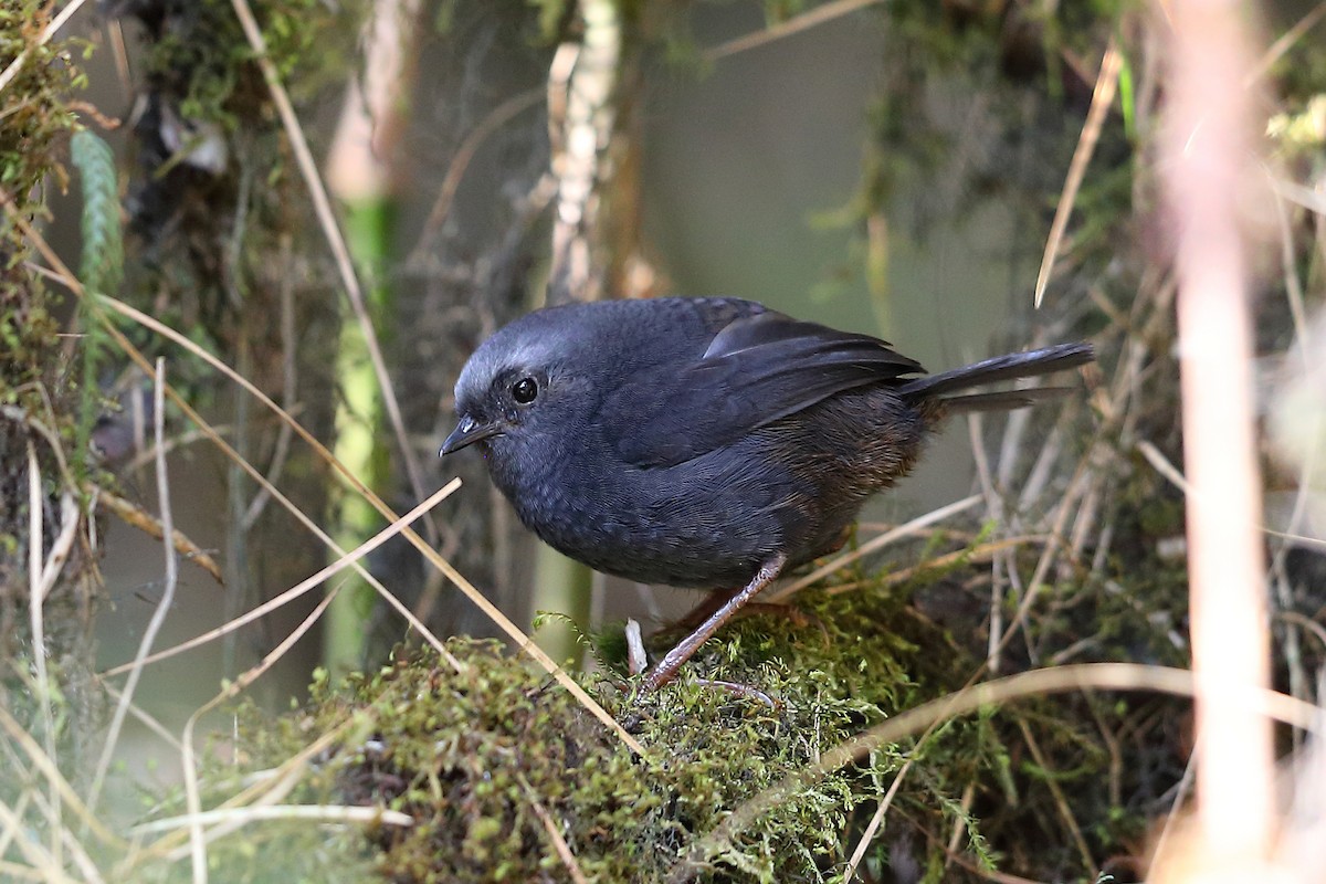 Diademed Tapaculo - Jon Irvine