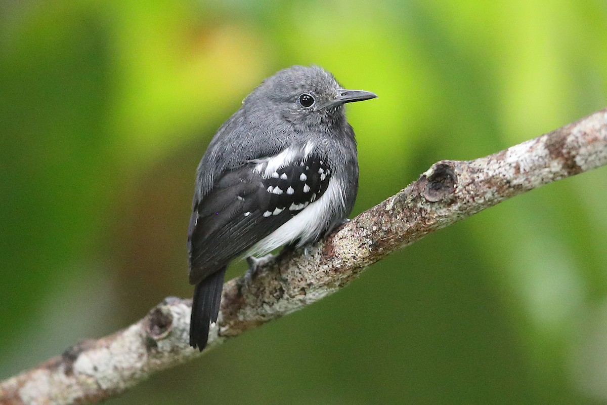 White-flanked Antwren (Gray-backed) - Jon Irvine