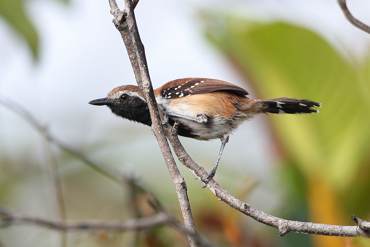 Rusty-backed Antwren - ML205512641
