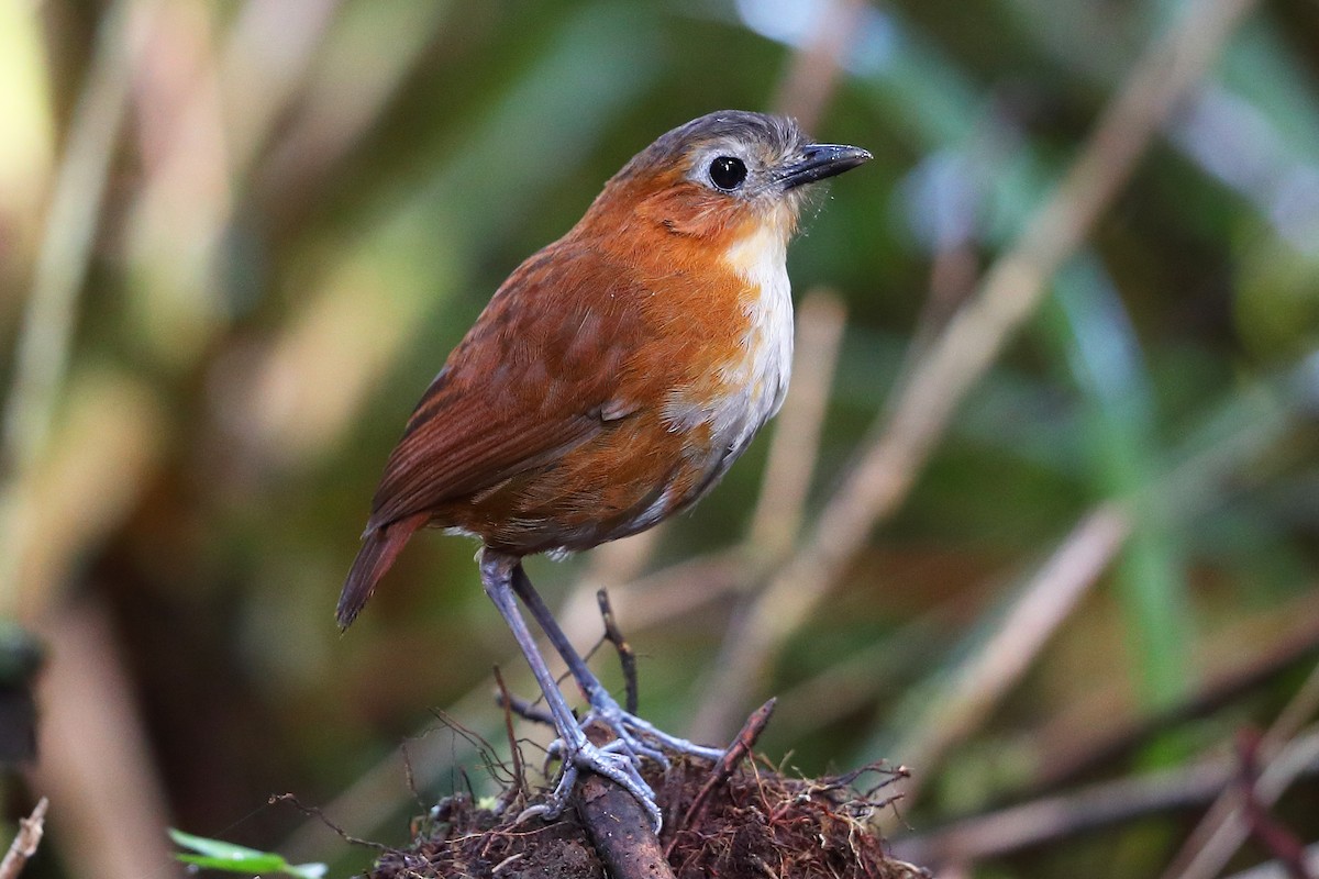 Rusty-tinged Antpitta - Jon Irvine