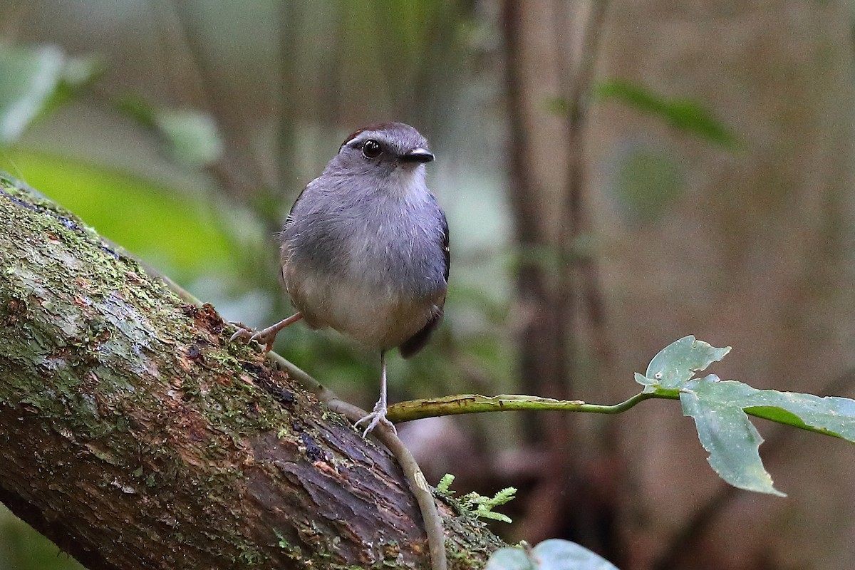 Ash-throated Gnateater - ML205512691