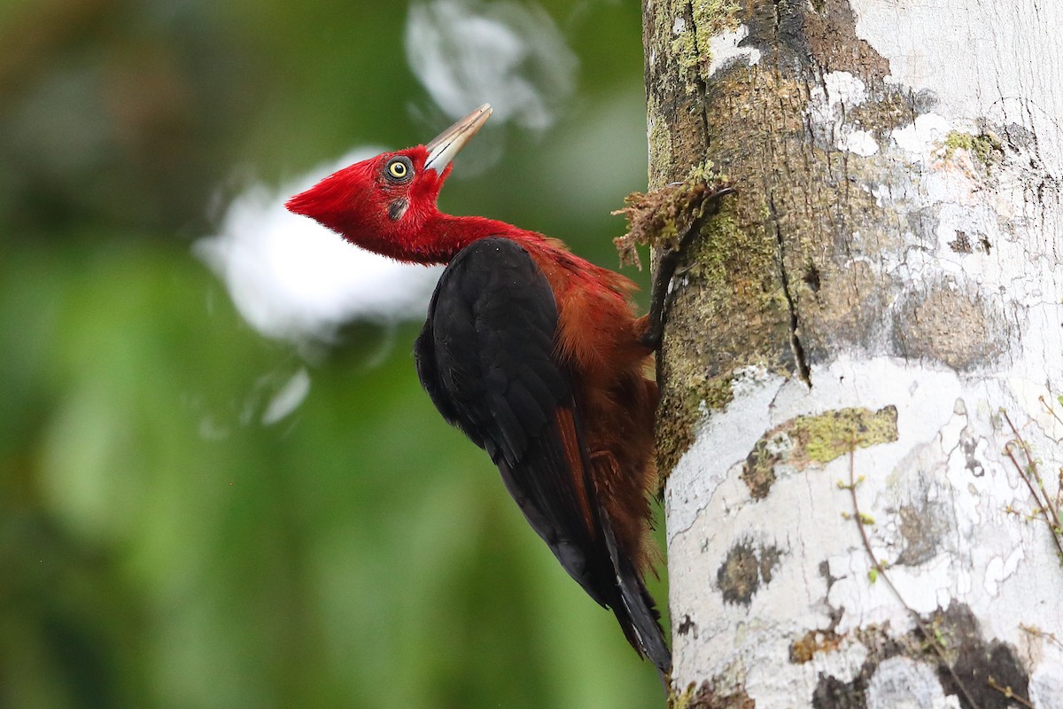 Red-necked Woodpecker - ML205512751