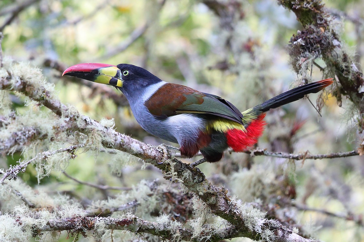 Gray-breasted Mountain-Toucan - ML205512771