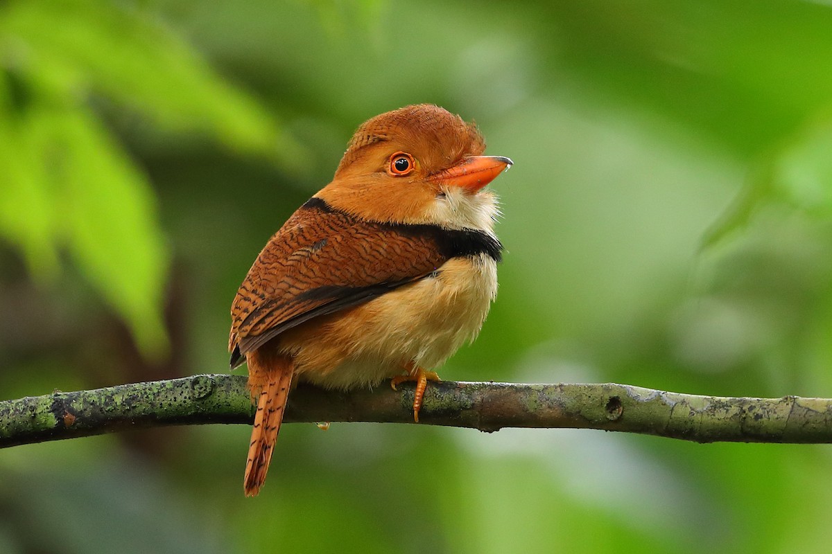 Collared Puffbird - ML205512801