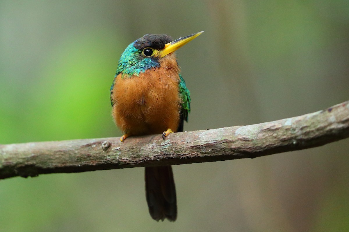 Blue-cheeked Jacamar - Jon Irvine
