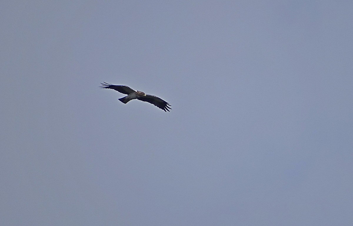Новогвинейский орёл-карлик - ML205513011