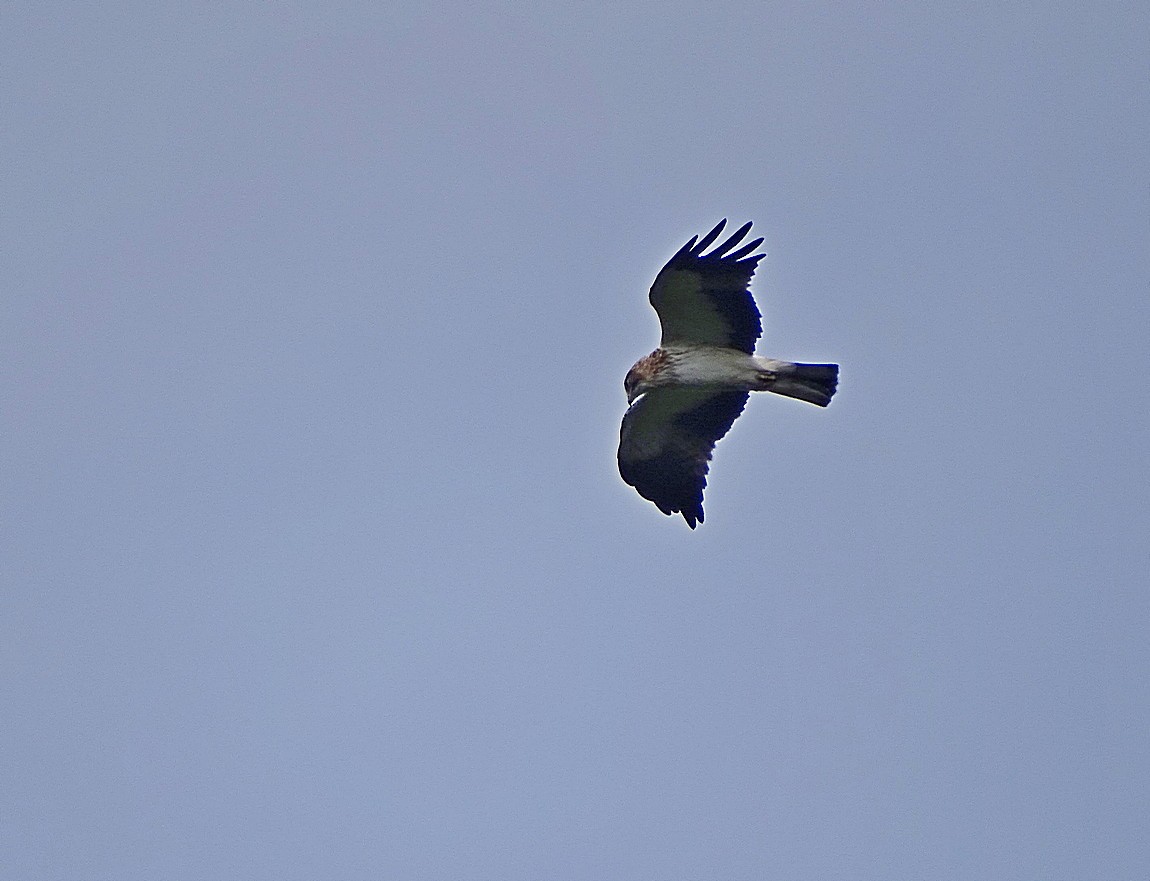 Pygmy Eagle - ML205513021