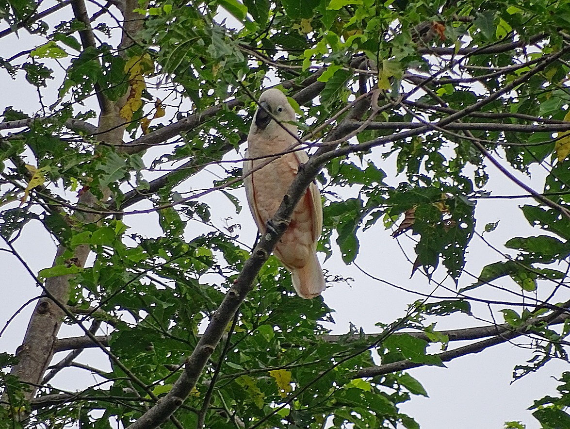 Salmon-crested Cockatoo - ML205513231