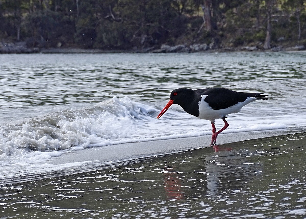 Pied Oystercatcher - ML205513571