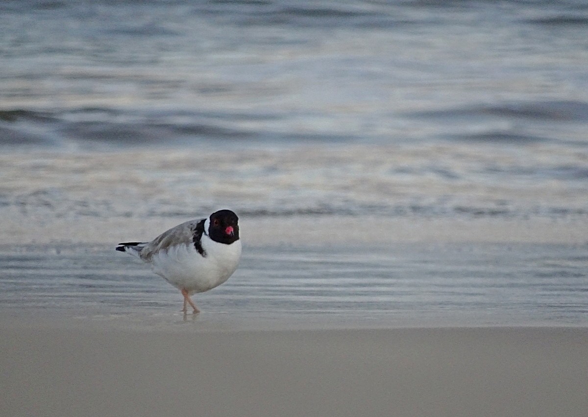 Hooded Plover - Jens Thalund