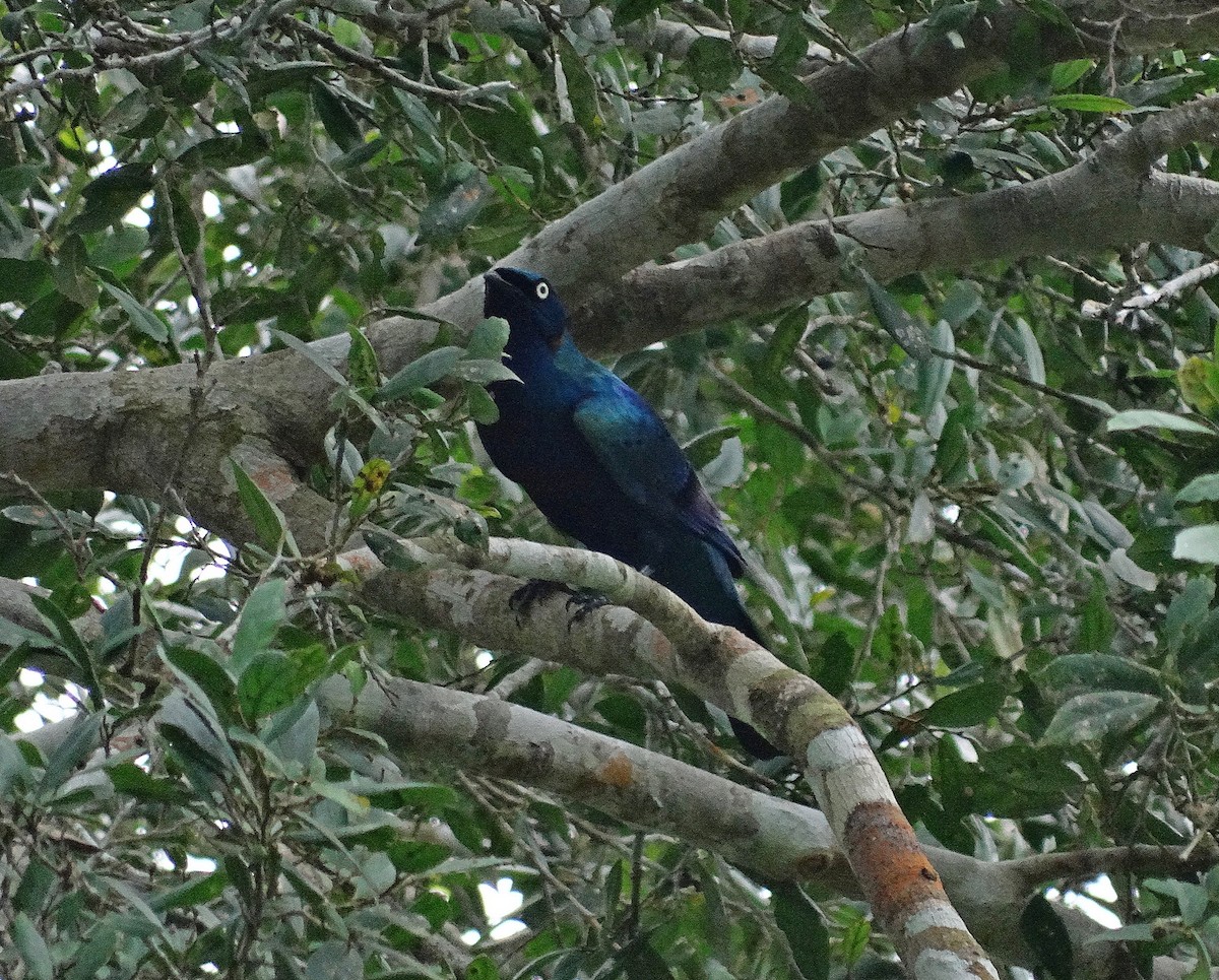 Splendid Starling - Jens Thalund