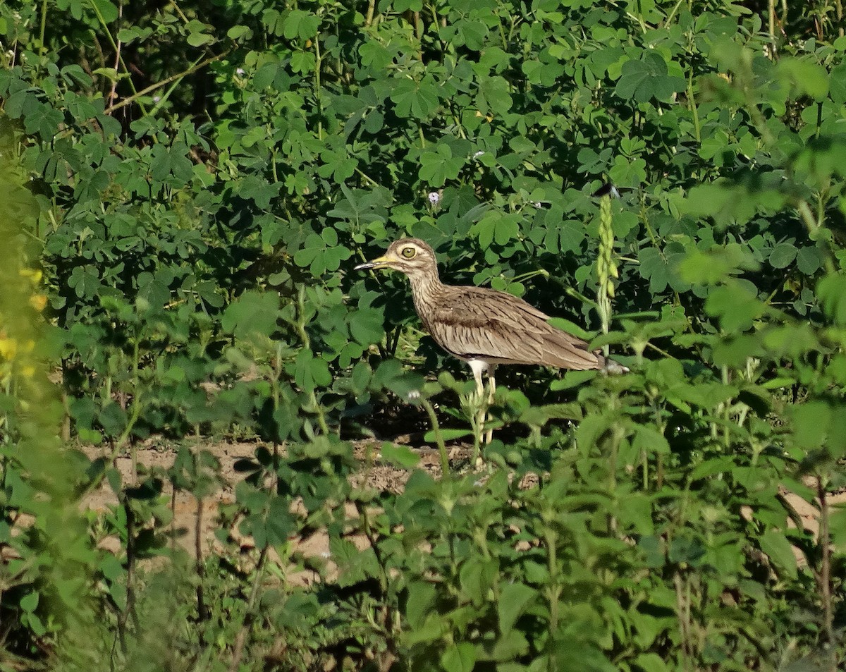 Senegal Thick-knee - ML205513821